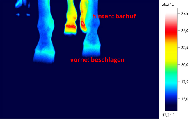 goehl thermografie