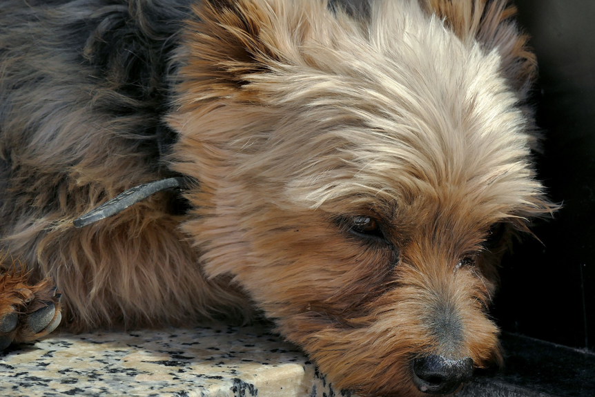 THP Prester SYMPTOME EINER MAGENDREHUNG BEIM HUND