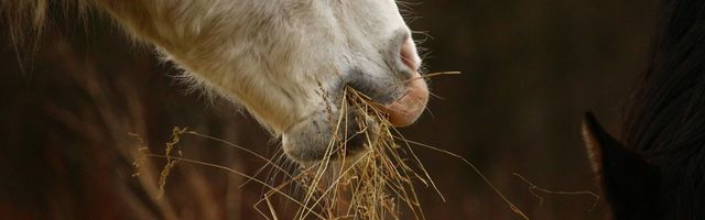 Ernährungsberater*in für Pferde