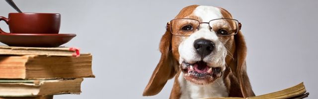 Tierheilpraktiker-Ausbildung