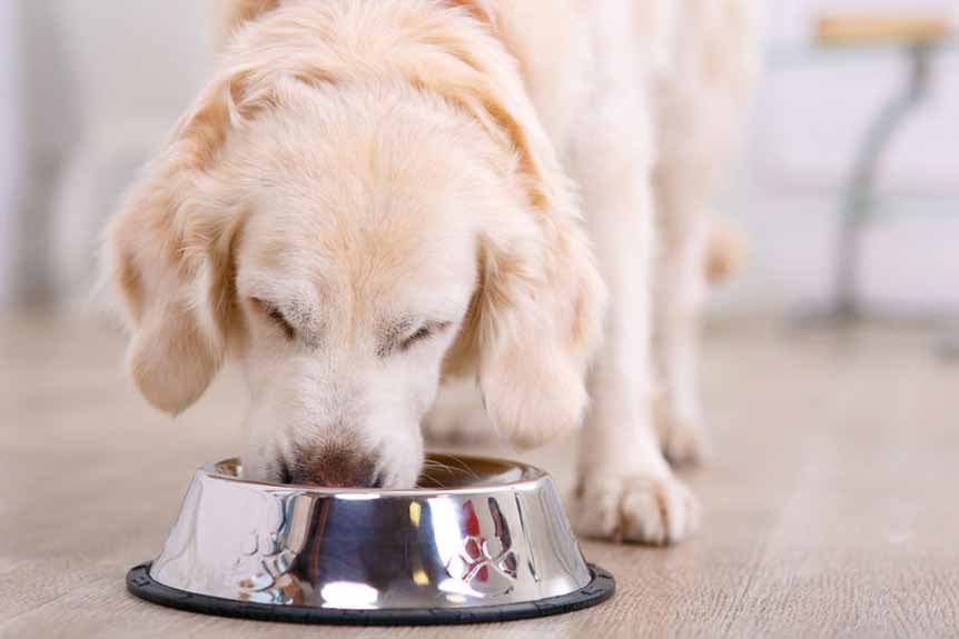 Das ACB der Hundeernährung